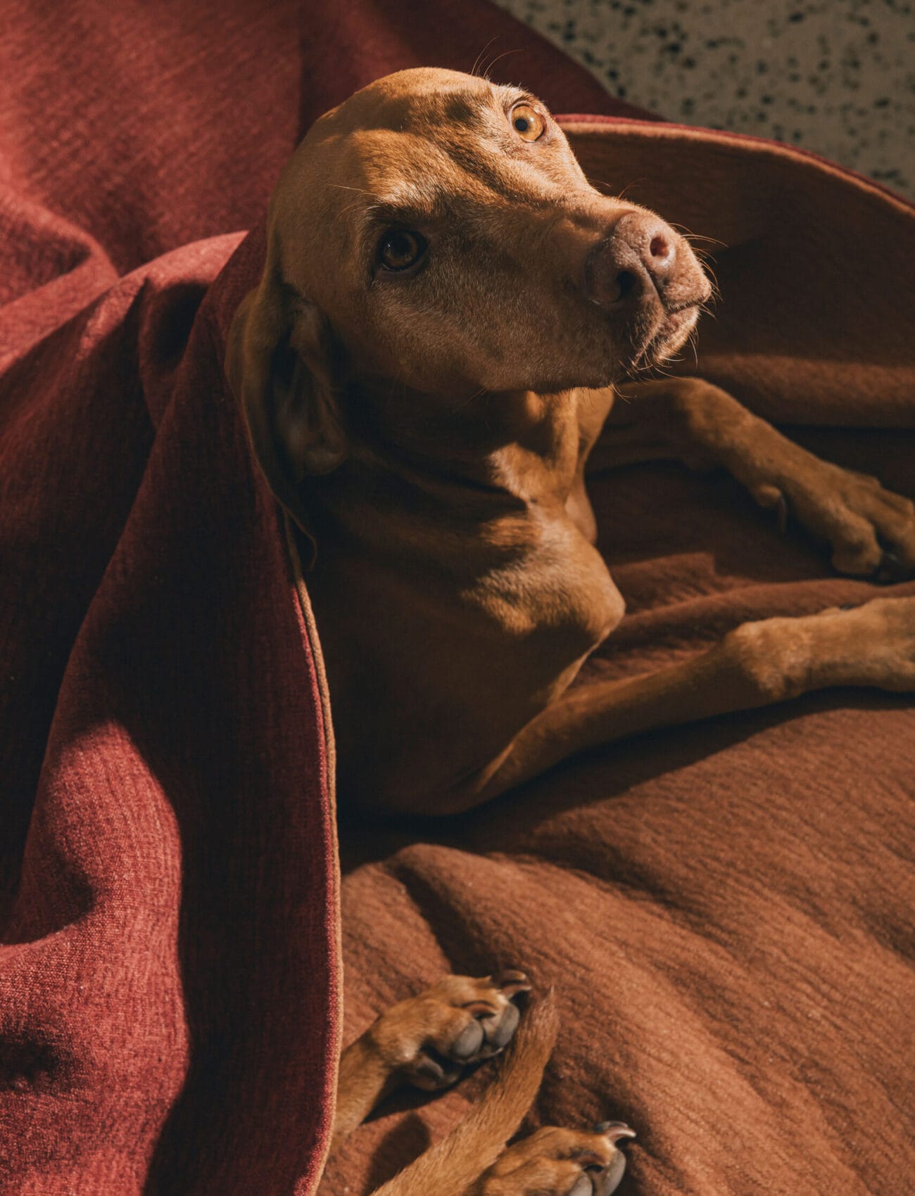 Cocoon – L – Maple hover_image